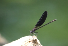Calopteryx haemorrhoidalis