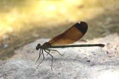 Calopteryx haemorrhoidalis