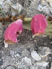 Opuntia gilvescens