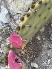 Opuntia gilvescens