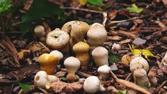 Lycoperdon perlatum