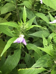 Acanthoideae