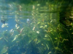 Potamogeton coloratus