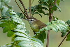 Vireo leucophrys