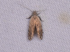 Battaristis concinnusella