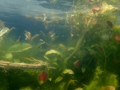 Potamogeton coloratus