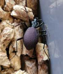 Scaphinotus angusticollis