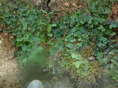 Conocephalum conicum