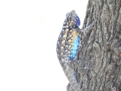 Sceloporus spinosus
