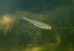 Phoxinus septimaniae