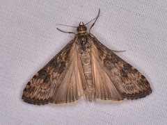 Nomophila nearctica