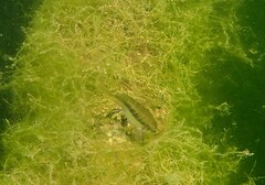 Phoxinus septimaniae