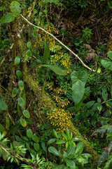 Oncidium heteranthum