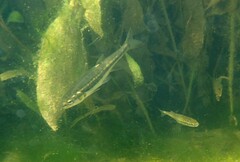 Phoxinus septimaniae