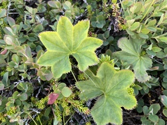 Alchemilla glomerulans