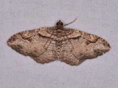 Costaconvexa centrostrigaria