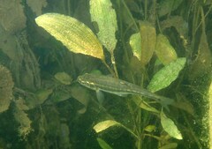 Phoxinus septimaniae