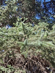 Abies pinsapo