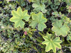 Alchemilla glomerulans