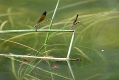 Calopteryx haemorrhoidalis