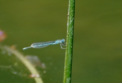 Erythromma lindenii