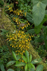 Oncidium heteranthum