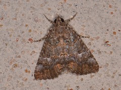 Eubolina impartialis