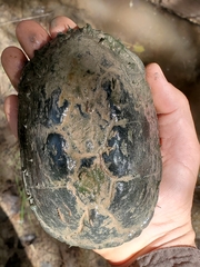 Kinosternon sonoriense