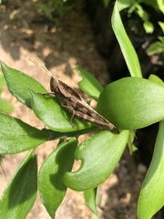 Xyleus discoideus