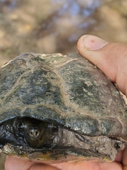 Kinosternon sonoriense