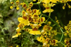 Oncidium heteranthum