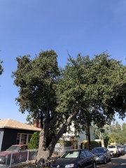 Quercus agrifolia