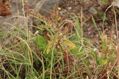 Rumex sanguineus