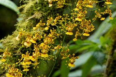 Oncidium heteranthum