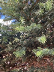 Abies pinsapo