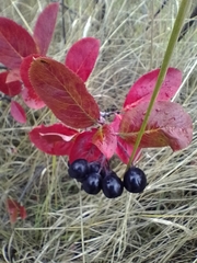 Aronia