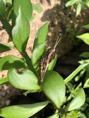 Xyleus discoideus