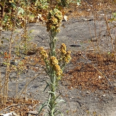 Pseudognaphalium stramineum