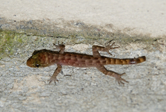 Cyrtodactylus