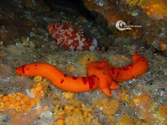 Ophidiaster ophidianus