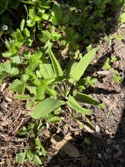 Salvia spathacea