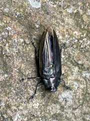 Actenodini