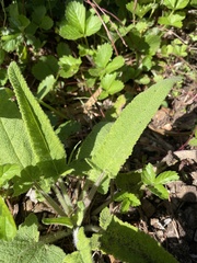Salvia spathacea