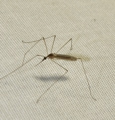Geranomyia communis
