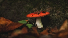 Russula