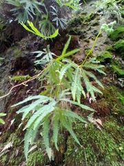 Gleicheniaceae