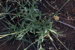 Silene burchellii