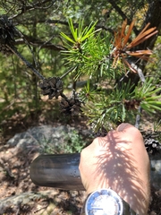 Pinus banksiana