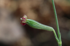 Silene burchellii