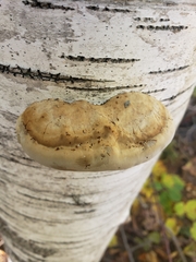 Truncospora ochroleuca